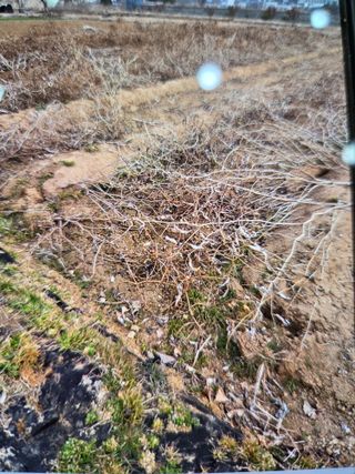 김연숙님의 고추 · 영농일지 작성글 사진