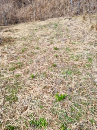 심기섭님의 기타작물 · 영농일지 작성글 사진