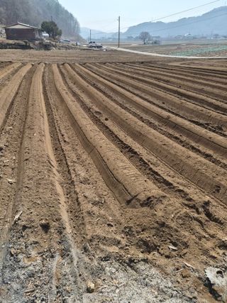 남기탁 님의 감자 · 영농일지 작성글 사진