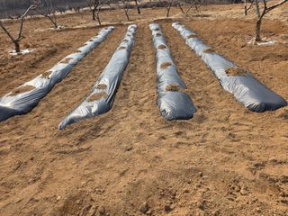 콩7431(팔공산)님의 복숭아 · 영농일지 작성글 사진