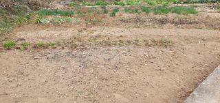 김영진님의 감 · 영농일지 작성글 사진