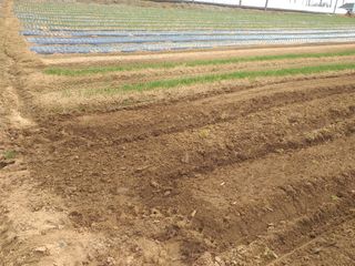 박웅님의 옥수수 · 영농일지 작성글 사진