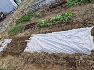 텃밭농사초보님의 기타작물 · 영농일지 작성글 사진