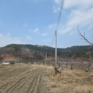 동동예행복농장님의 복숭아 · 영농일지 작성글 사진