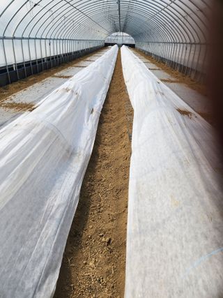 김저팔계님의 기타작물 · 영농일지 작성글 사진