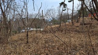 수기님의 두릅 · 영농일지 작성글 사진