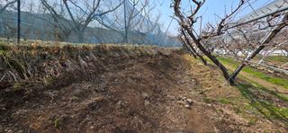 달맛햇복숭아농원님의 복숭아 · 영농일지 작성글 사진