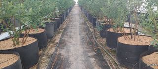 류근택님의 블루베리 · 영농일지 작성글 사진