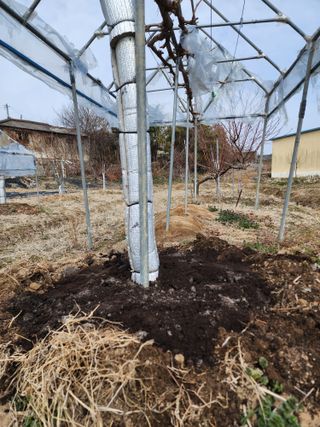 강동신님의 포도 · 영농일지 작성글 사진