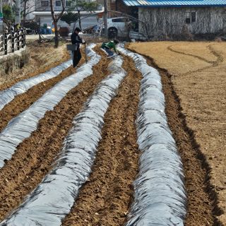 곽희동님의 감자 · 영농일지 작성글 사진