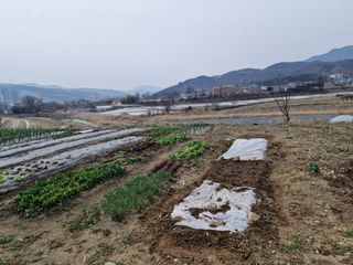 텃밭농사초보님의 기타작물 · 영농일지 작성글 사진