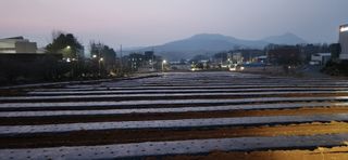 조성현님의 감자 · 영농일지 작성글 사진