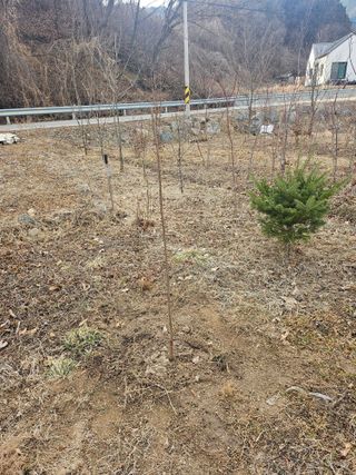 조정훈님의 기타작물 · 영농일지 작성글 사진