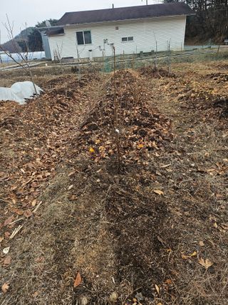 조정훈님의 기타작물 · 영농일지 작성글 사진