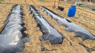 텃밭농부님의 감자 · 영농일지 작성글 사진