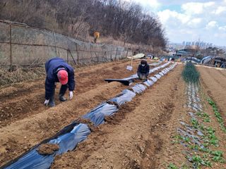 최한기님의 감자 · 영농일지 작성글 사진