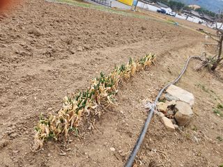 참깨.고추ㆍ박천제님의 마늘 · 영농일지 작성글 사진