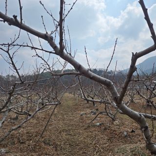 동동예행복농장님의 복숭아 · 영농일지 작성글 사진