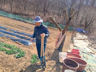 최한기님의 감자 · 영농일지 작성글 사진