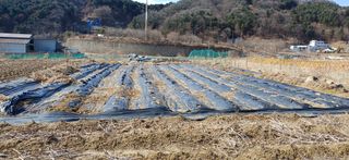 남궁봉님의 콩 · 영농일지 작성글 사진