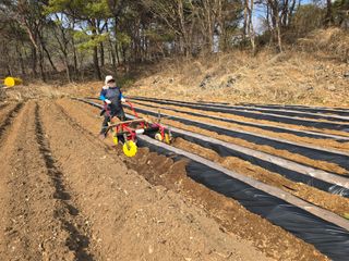 영춘아짐님의 감자 · 영농일지 작성글 사진