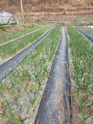 동길니우스님의 마늘 · 영농일지 작성글 사진