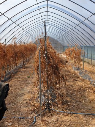 샤이니바다님의 고추 · 영농일지 작성글 사진