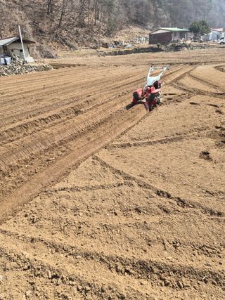 남기탁 님의 감자 · 영농일지 작성글 사진