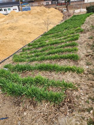 참깨.고추ㆍ박천제님의 마늘 · 영농일지 작성글 사진