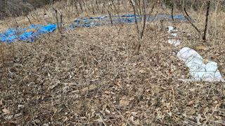 수기님의 두릅 · 영농일지 작성글 사진