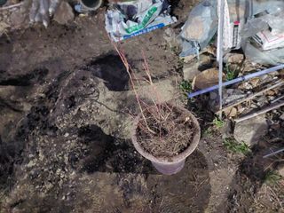 머짱이(덕도리)님의 사과 · 영농일지 작성글 사진