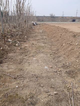 최남옥님의 두릅 · 영농일지 작성글 사진