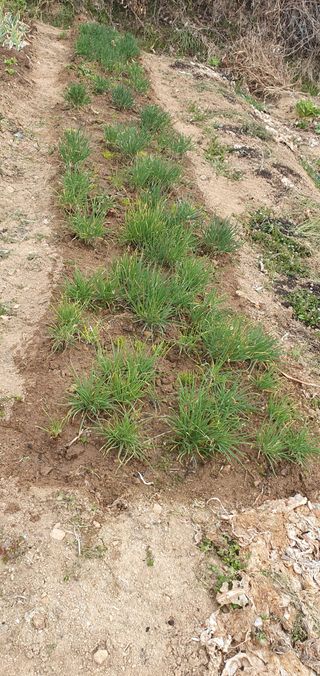 김영진님의 감 · 영농일지 작성글 사진