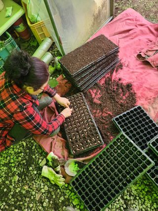 강촌지기님의 옥수수 · 영농일지 작성글 사진