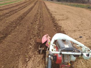 박웅님의 옥수수 · 영농일지 작성글 사진