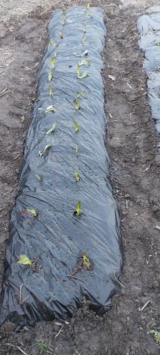 주말 텃밭 농부님의 배추 · 영농일지 작성글 사진