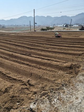 남기탁 님의 감자 · 영농일지 작성글 사진