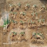 팜모닝 파·영농일지 게시글 이미지