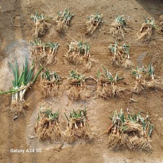 삼성농산님의 작성글 사진