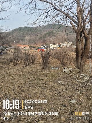 매실21434님의 감자 · 영농일지 작성글 사진