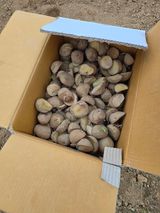 팜모닝 복숭아·영농일지 게시글 이미지