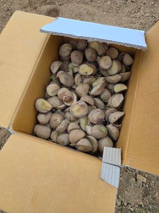 콩7431(팔공산)님의 복숭아 · 영농일지 작성글 사진