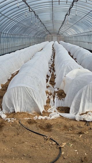 한밭농원님의 고추 · 영농일지 작성글 사진