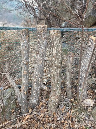 동길니우스님의 마늘 · 영농일지 작성글 사진