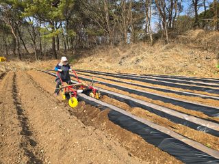 영춘아짐님의 감자 · 영농일지 작성글 사진