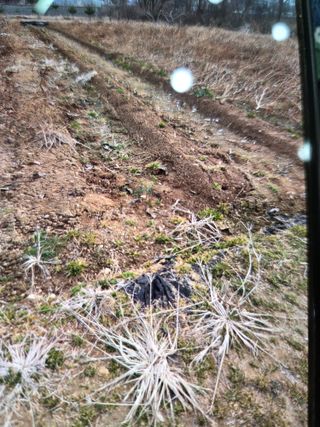 김연숙님의 고추 · 영농일지 작성글 사진