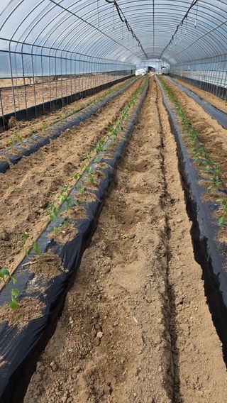 한밭농원님의 고추 · 영농일지 작성글 사진