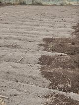 팜모닝 감자·영농일지 게시글 이미지