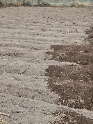 김해열님의 감자 · 영농일지 작성글 사진