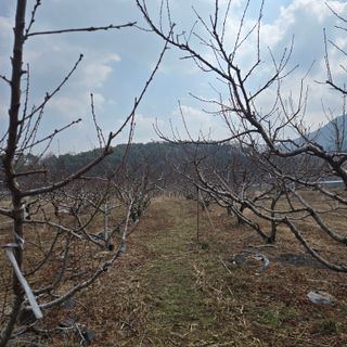 동동예행복농장님의 복숭아 · 영농일지 작성글 사진
